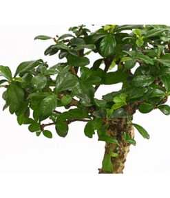 Bonsai Fukientee - Carmona Microphylla, Kugelförmig, 6 Jahre -Gartengerätegeschäft 7977036 WE DE 001 BonsaiFukienteeCarmonaMicrophylla6JahreKugelformDehnerExpressHerzig