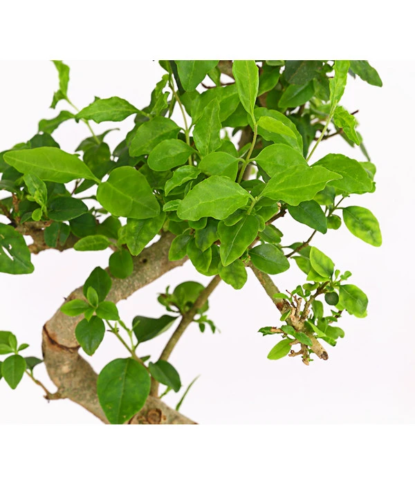Bonsai Chinesischer Liguster - Ligustrum Sinensis, Anfänger-Set 3 Bonsai Chinesischer Liguster - Ligustrum Sinensis, Anfänger-Set – Bild 3