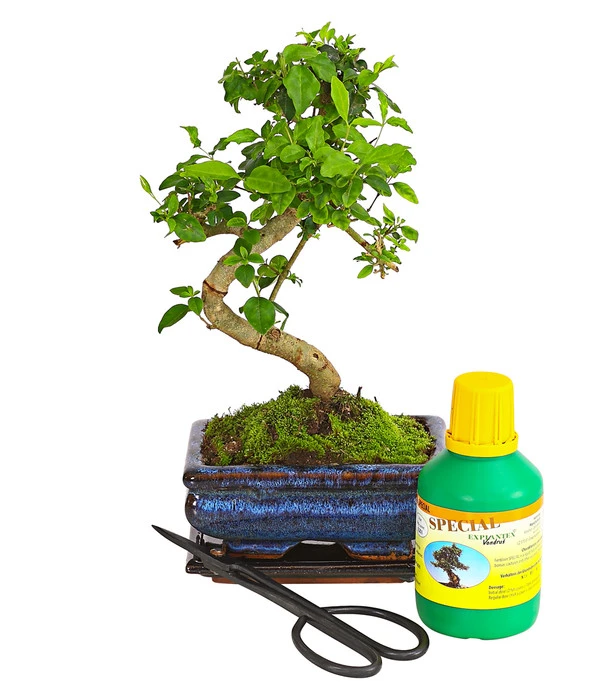 Bonsai Chinesischer Liguster - Ligustrum Sinensis, Anfänger-Set 1 Bonsai Chinesischer Liguster - Ligustrum Sinensis, Anfänger-Set