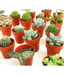 Mini Kakteen- & Sukkulenten-Set, Verschiedene Sorten, 20-teilig -Gartengerätegeschäft 7977358 we DE 001 MiniKakteenUndSukkulenten20erMixDehnerExpressHerzig