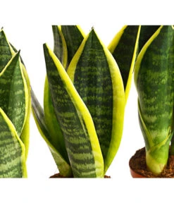 Bogenhanf - Sansevieria Trifasciata, 3er-Set 5 Bogenhanf - Sansevieria Trifasciata, 3er-Set -Gartengerätegeschäft 7977713 PR DE 001 SansevieriaTrifasciataBogenhanf3erSetT9StreckeDehnerExpressHerzig