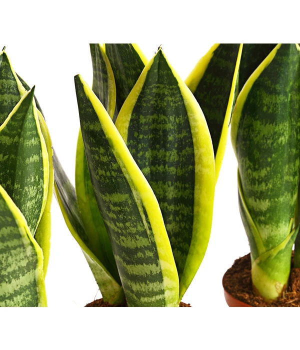 Bogenhanf - Sansevieria Trifasciata, 3er-Set 3 Bogenhanf - Sansevieria Trifasciata, 3er-Set – Bild 3