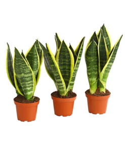 Bogenhanf - Sansevieria Trifasciata, 3er-Set