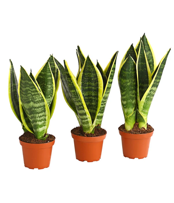 Bogenhanf - Sansevieria Trifasciata, 3er-Set 1 Bogenhanf - Sansevieria Trifasciata, 3er-Set