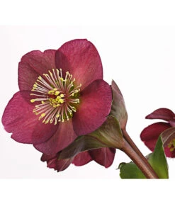 Schneerose 'Ice N' Roses® Red' - Helleborus Gold Collection® -Gartengerätegeschäft 8010969 WE DE 001 HelleborusWeinrotDehnerExpressHerzig