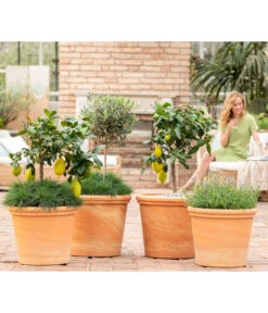 Spang Terrakotta-Topf Toscana, Rund -Gartengerätegeschäft 8037780 7120942 8092108 3697612 WE MO 001 SpaetsommerTerrasseCitrusOliveLavandulaFestuca