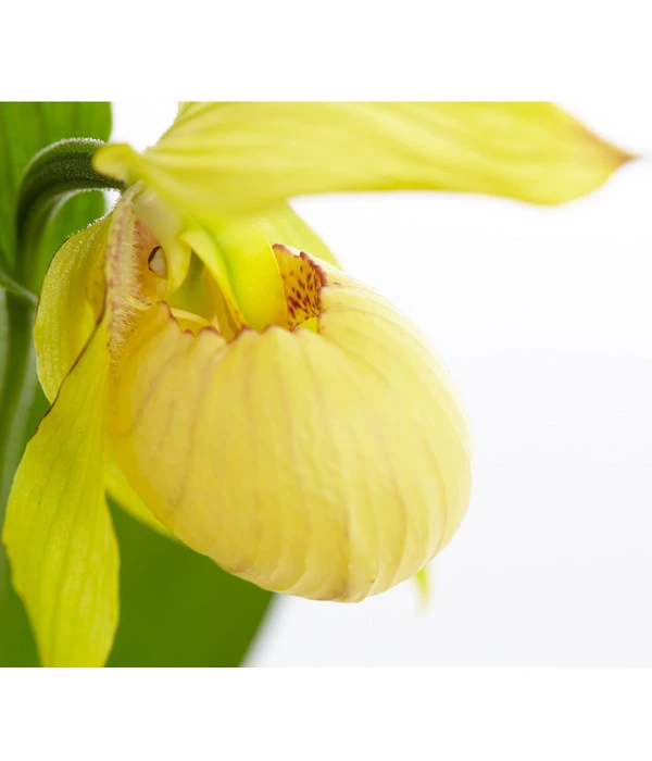 Freiland-Frauenschuh 1 Freiland-Frauenschuh