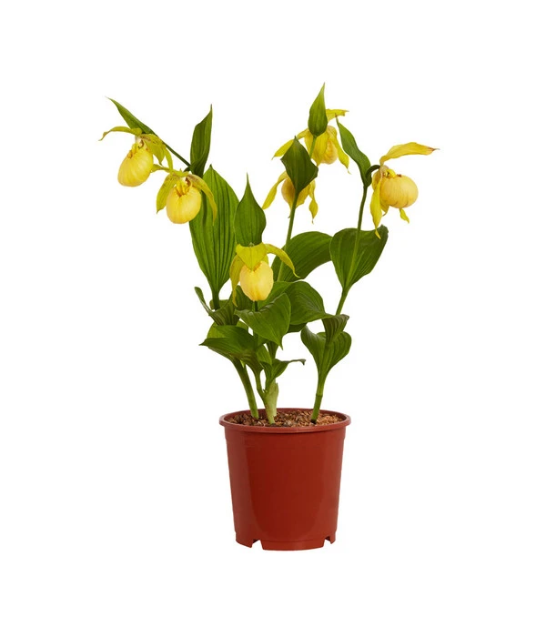 Freiland-Frauenschuh 2 Freiland-Frauenschuh – Bild 2