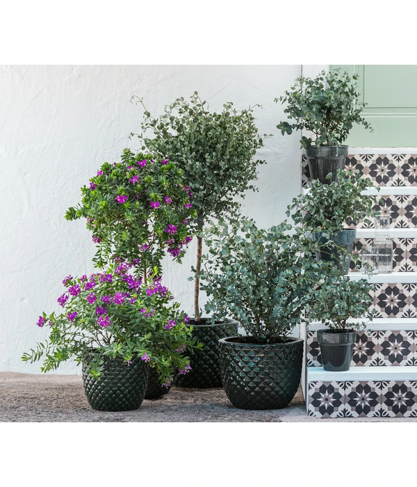 Kreuzblume, Stämmchen 2 Kreuzblume, Stämmchen – Bild 2