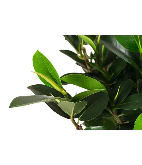 Australischer Feigenbaum 'Australis' 2 Australischer Feigenbaum 'Australis' – Bild 2