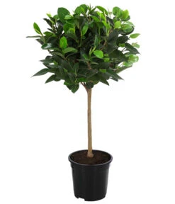 Australischer Feigenbaum 'Australis'