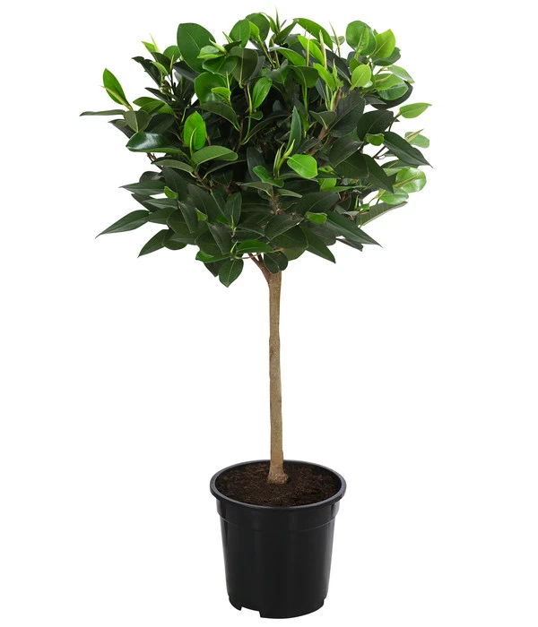 Australischer Feigenbaum 'Australis' 1 Australischer Feigenbaum 'Australis'