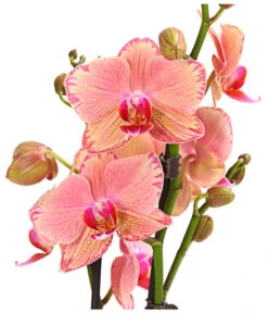 Schmetterlingsorchidee - Phalaenopsis Cultivars, Sonderfarben -Gartengerätegeschäft 8240376 WE DE 001 SchmetterlingsorchideePhalaenopsisPiratePicotee2TrieberPremiumT12DehnerExpressHerzig