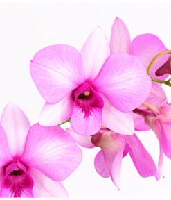 Dendrobium - Dendrobium Cultivaris, Verschiedene Sorten -Gartengerätegeschäft 8250771 WE DE 002 DendrobiumSonderfarbenT12DehnerExpressHerzig