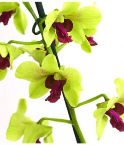 Dendrobium - Dendrobium Cultivaris, Verschiedene Sorten -Gartengerätegeschäft 8250771 WE DE 003 DendrobiumSonderfarbenT12DehnerExpressHerzig