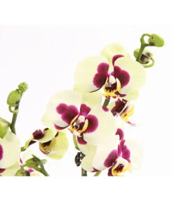 Schmetterlingsorchidee - Phalaenopsis Cultivars, Sonderfarben -Gartengerätegeschäft 8253213 WE DE 001 SchmetterlingsorchideePhalaneopsisPanda2TrieberT12OWDehnerExpressHerzig