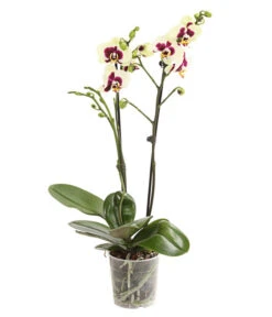 Schmetterlingsorchidee - Phalaenopsis Cultivars, Sonderfarben -Gartengerätegeschäft 8253213 WE FS 001 SchmetterlingsorchideePhalaneopsisPanda2TrieberT12DehnerExpressHerzig