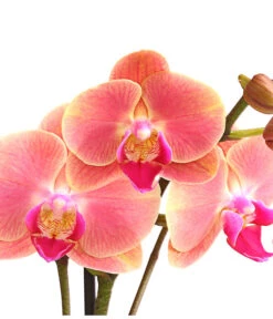 Schmetterlingsorchidee - Phalaenopsis Cultivars, Sonderfarben -Gartengerätegeschäft 8253726 WE DE 001 SchmetterlingsorchideePhalaenopsisMarigold2TrieberDehnerExpressHerzig