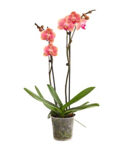 Schmetterlingsorchidee - Phalaenopsis Cultivars, Sonderfarben -Gartengerätegeschäft 8253726 WE FS 001 SchmetterlingsorchideePhalaenopsisMarigold2TrieberDehnerExpressHerzig