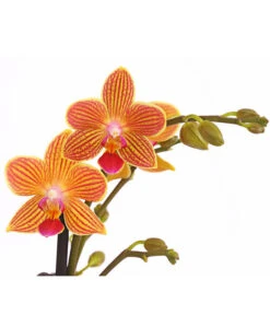 Schmetterlingsorchidee - Phalaenopsis Cultivars, Sonderfarben -Gartengerätegeschäft 8254005 WE DE 001 SchmetterlingsorchideePhalaenopsisGoldstaffT12PremiumDehnerExpressHerzig