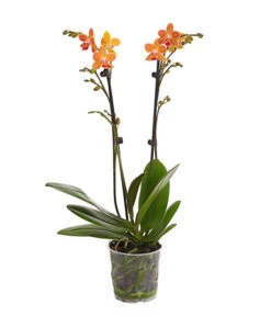 Schmetterlingsorchidee - Phalaenopsis Cultivars, Sonderfarben -Gartengerätegeschäft 8254005 WE FS 001 SchmetterlingsorchideePhalaenopsisGoldstaffT12PremiumDehnerExpressHerzig