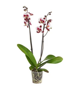 Schmetterlingsorchidee - Phalaenopsis Cultivars, Sonderfarben -Gartengerätegeschäft 8254021 PR FS 001 SchmetterlingsorchideePhalaenopsisSonderfarben2TrieberDehnerExpressHerzig