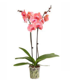 Schmetterlingsorchidee - Phalaenopsis Cultivars, Sonderfarben -Gartengerätegeschäft 8254708 WE FS 001 OWSchmetterlingsorchideePhalaenopsisDutchDivaT12DehnerExpressHerzig