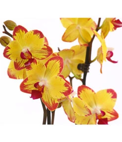 Schmetterlingsorchidee - Phalaenopsis Cultivars, Sonderfarben -Gartengerätegeschäft 8256943 WE DE 001 SchmetterlingsorchideePhalaenopsisBeeStingT12PremiumDehnerExpressHerzig