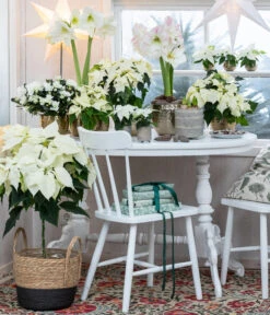 Weihnachtsstern - Euphorbia Pulcherrima, Stämmchen -Gartengerätegeschäft 8260267 WE MO 001 WeihnachtsblueherEuphorbiaPulcherrima