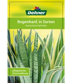 Bogenhanf - Sansevieria Cylindrica 'Mikado' -Gartengerätegeschäft 82686741 8268591 8268807 8296782 8268799 8241077 Bogenhanf 1