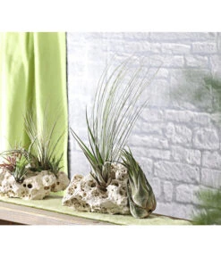 XXL Tillandsien-Set - Tillandsia Hybride, 3-teilig -Gartengerätegeschäft 8270324 WE MO 001 TillandsienXXL3erSetDehnerExpressHerzig