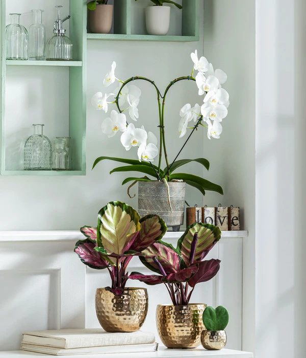 Dehner Beton-Übertopf Nola, Rund, Grau-kupfer 4 Dehner Beton-Übertopf Nola, Rund, Grau-kupfer – Bild 4