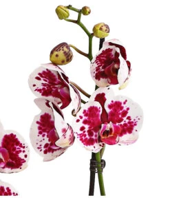 Schmetterlingsorchidee - Phalaenopsis Cultivars, Sonderfarben -Gartengerätegeschäft 8283269 WE DE 002 SchmetterlingsorchideePhalaenopsisSparklingMoments2TrieberT12DehnerExpressHerzig
