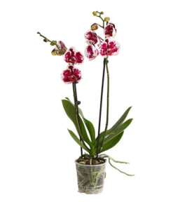 Schmetterlingsorchidee - Phalaenopsis Cultivars, Sonderfarben -Gartengerätegeschäft 8283269 WE FS 001 SchmetterlingsorchideePhalaenopsisSparklingMoments2TrieberT12DehnerExpressHerzig