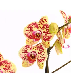 Schmetterlingsorchidee - Phalaenopsis Cultivars, Sonderfarben -Gartengerätegeschäft 8283392 WE DE 001 SchmetterlingsorchideePhalaenosisTotalCool2TrieberT12OWDehnerExpressHerzig