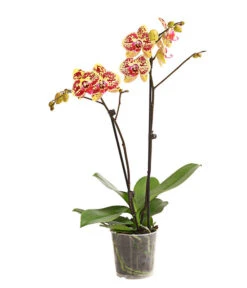 Schmetterlingsorchidee - Phalaenopsis Cultivars, Sonderfarben -Gartengerätegeschäft 8283392 WE FS 001 SchmetterlingsorchideePhalaenosisTotalCool2TrieberT12OWDehnerExpressHerzig