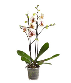 Schmetterlingsorchidee - Phalaenopsis Cultivars, Sonderfarben -Gartengerätegeschäft 8283400 WE FS 001 SchmetterlingsorchideePhalaenopsisGoodTimes2TrieberPremiumDehnerExpressHerzig