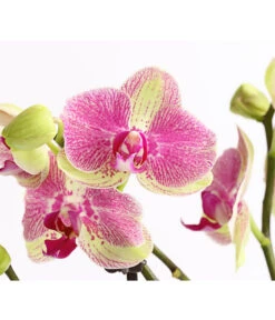 Schmetterlingsorchidee - Phalaenopsis Cultivars, Sonderfarben -Gartengerätegeschäft 8283475 WE DE 001 SchmetterlingsorchideePhalaenopsisMarshmellow2TrT12DehnerExpressHerzig