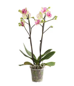 Schmetterlingsorchidee - Phalaenopsis Cultivars, Sonderfarben -Gartengerätegeschäft 8283475 WE FS 001 SchmetterlingsorchideePhalaenopsisMarshmellow2TrT12DehnerExpressHerzig