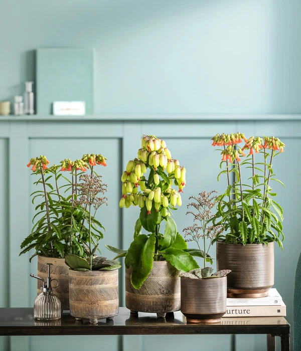 Dehner Beton-Übertopf Nola, Rund, Grau-kupfer 2 Dehner Beton-Übertopf Nola, Rund, Grau-kupfer – Bild 2