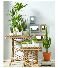 Bogenhanf - Sansevieria Cylindrica 'Mikado' -Gartengerätegeschäft 8297434 PR MO 002 KakteenSukkulentenBild1BL14 8268799 8241077 8267692 8679631 8673881 8239691 8739039