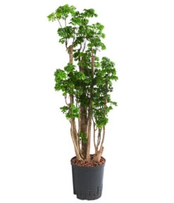 Fiederaralie - Polyscias Roble, Hydrokultur