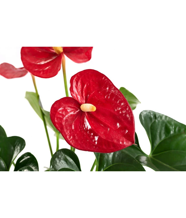 Flamingoblume - Anthurium Andreanum, Hydrokultur 2 Flamingoblume - Anthurium Andreanum, Hydrokultur – Bild 2
