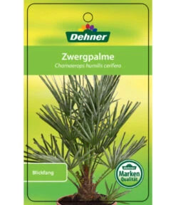 Blaue Zwergpalme -Gartengerätegeschäft 8584401 Chamaeropshumiliscerifera 15112016 1