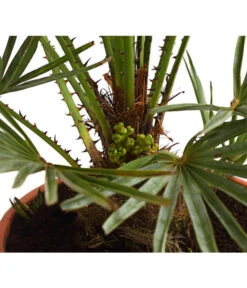 Gartengerätegeschäft -Gartengerätegeschäft 8584401 WE DE 01 ChamaeropsHumillisCeriferaT18DehnerExpressHerzig