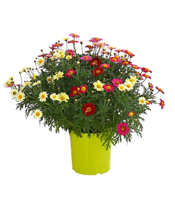 Margeriten-Trio 1 Margeriten-Trio