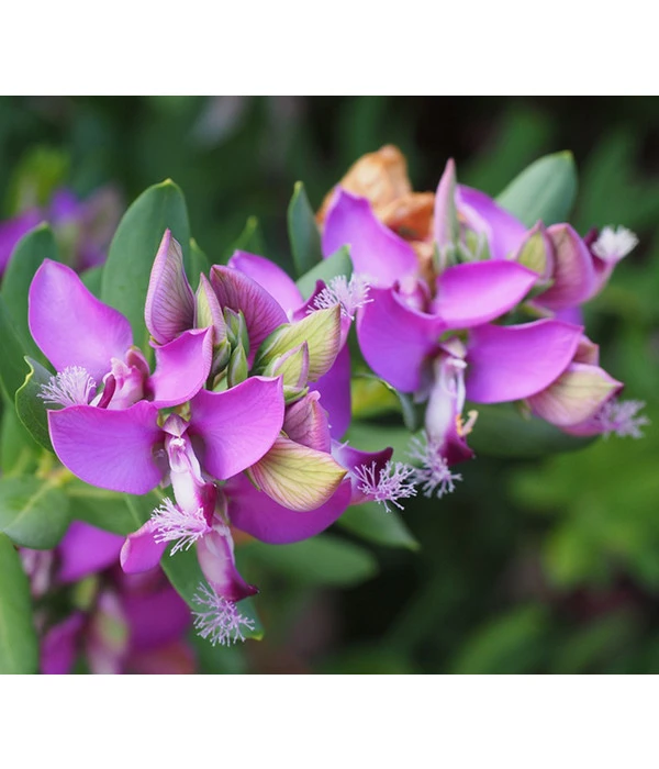 Kreuzblume, Stämmchen 6 Kreuzblume, Stämmchen – Bild 6