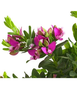 Kreuzblume, Stämmchen 10 Kreuzblume, Stämmchen -Gartengerätegeschäft 8590994 WE DE 001 KreuzbluemchenPolygalaStammLilaT17DehnerExpressHerzig