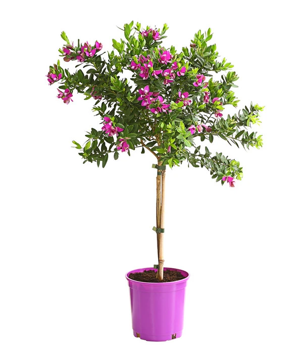 Kreuzblume, Stämmchen 1 Kreuzblume, Stämmchen