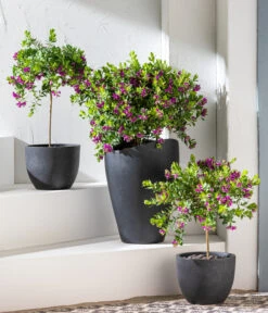 Kreuzblume, Stämmchen 9 Kreuzblume, Stämmchen -Gartengerätegeschäft 8590994 WE MO 001 KreuzblumePolygalsStamm